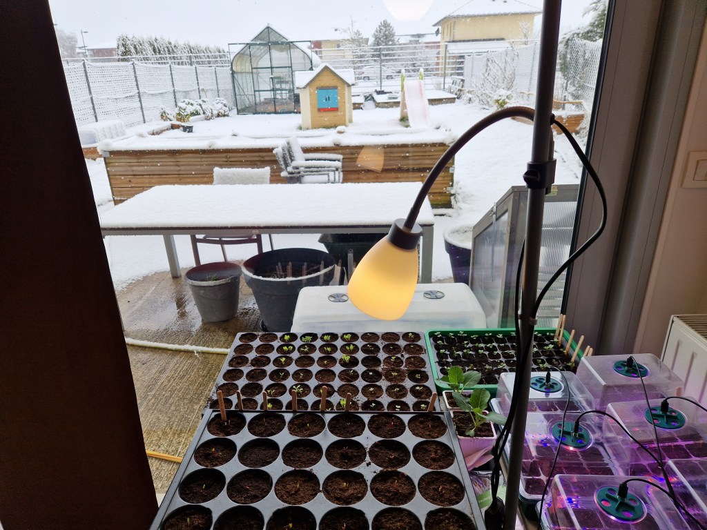 16/03/25 : Neige et suivi des premiers semis de&nbsp;l&rsquo;année