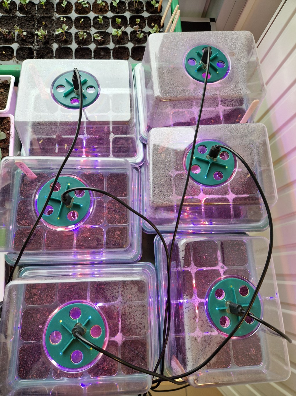 Enfin les premiers semis de l&rsquo;année 2025&nbsp;!