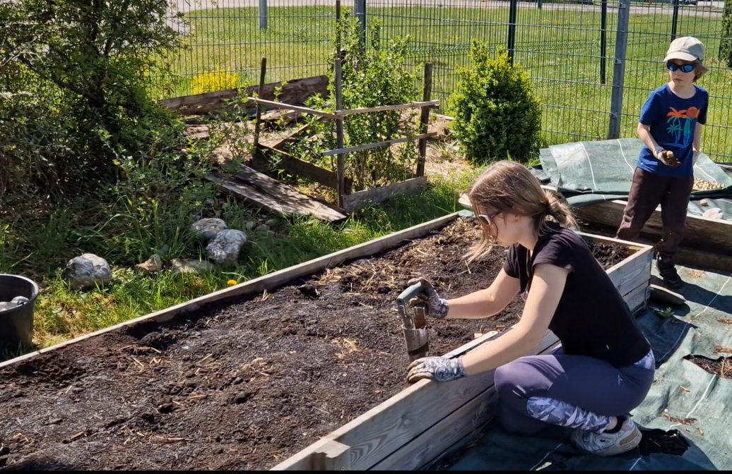 Les enfants aident à planter les pommes de terre