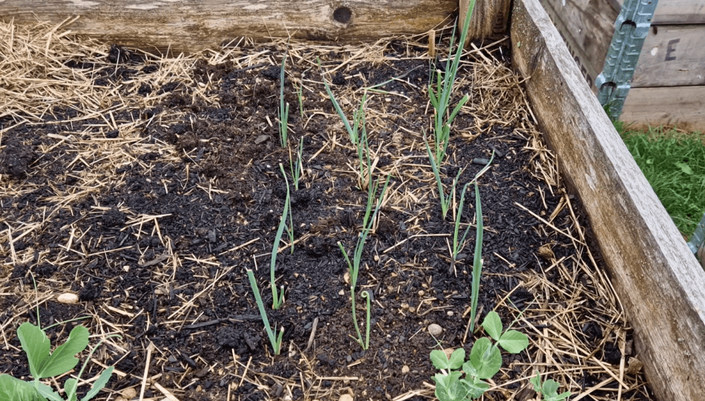Poireaux plantés