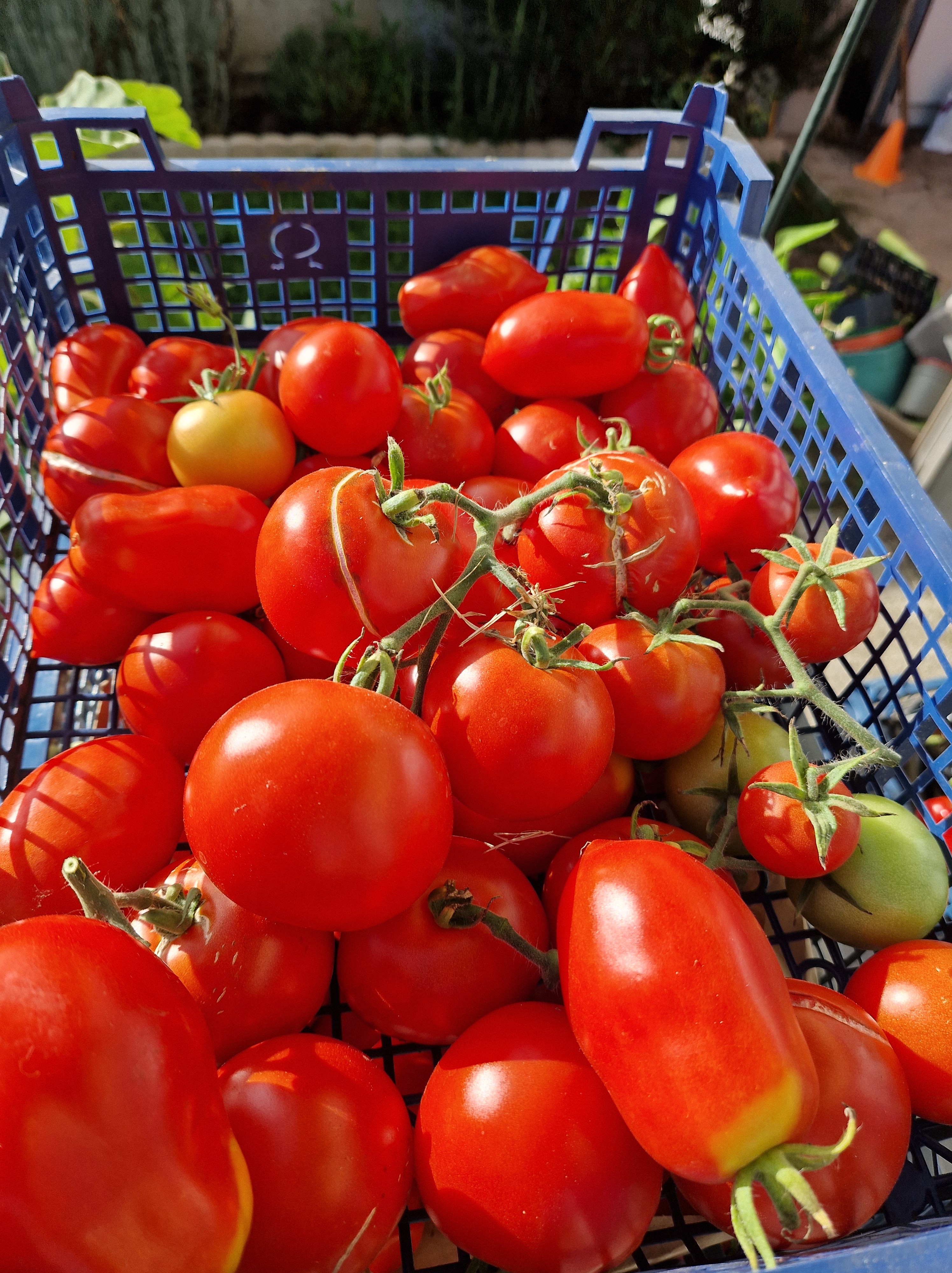 Récolte de tomates du potager en moyenne montagne
