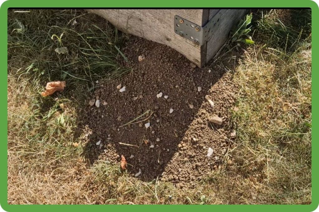 Campagnols, rats taupiers, mulots : comment j’ai sauvé mon potager !