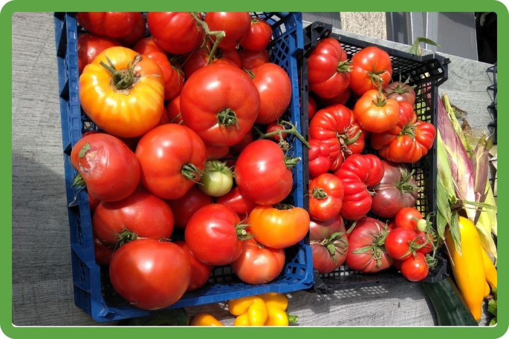 Comment je cultive les tomates&nbsp;(1/2)
