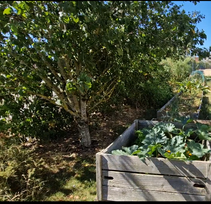 Courgettes cultivées à l'ombre de la haie pour les protéger de la chaleur