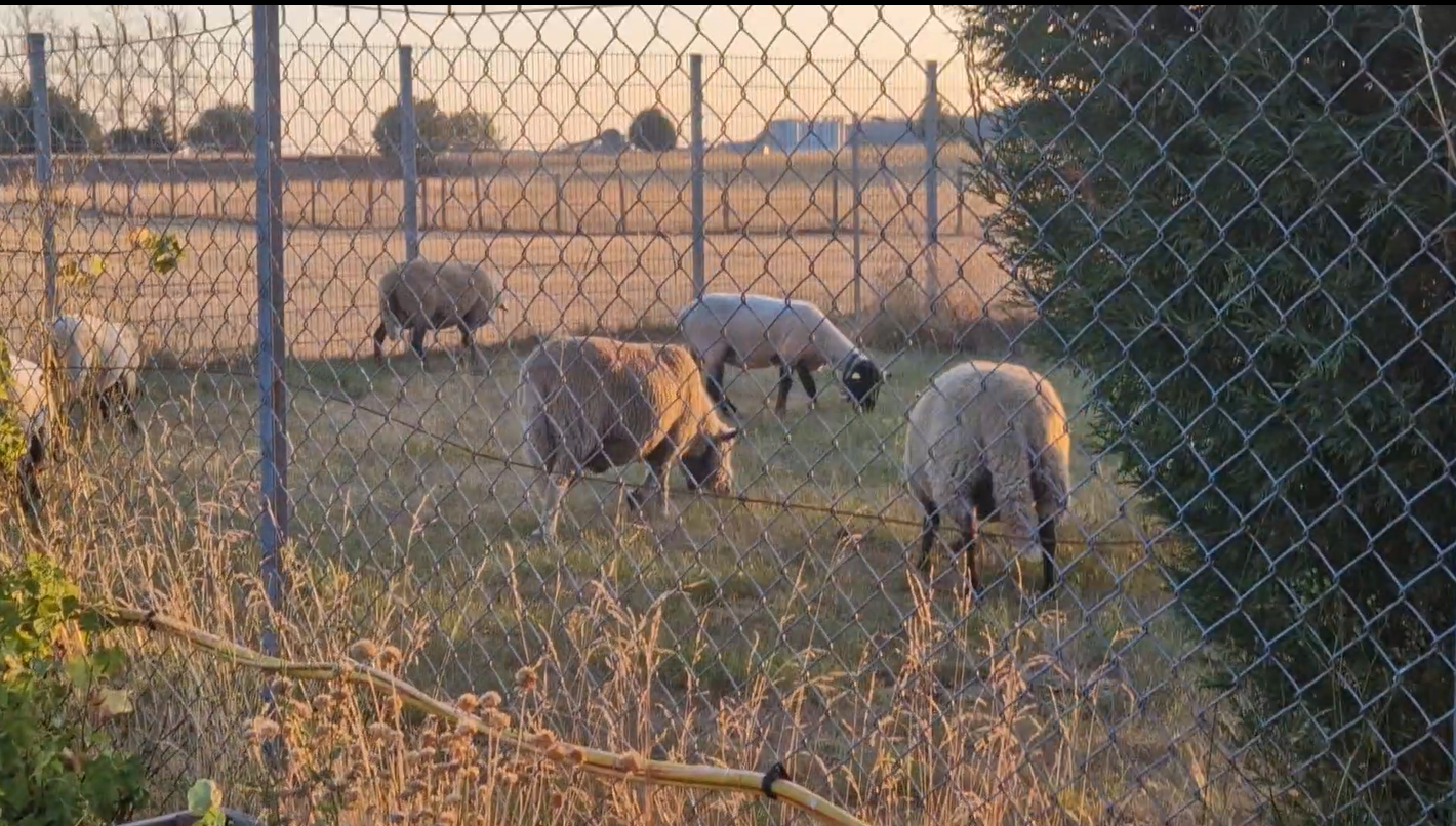Les moutons du champ voisin, seuls voisins du potager