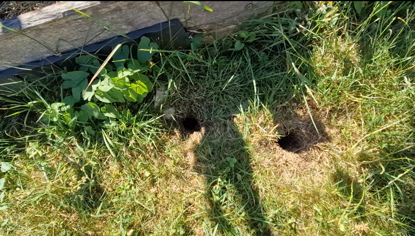 Trous de campagnols dans le gazon desséché