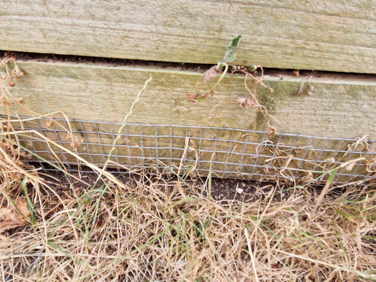 Grillage anti-campagnols visible sous la planche basse d'un composteur