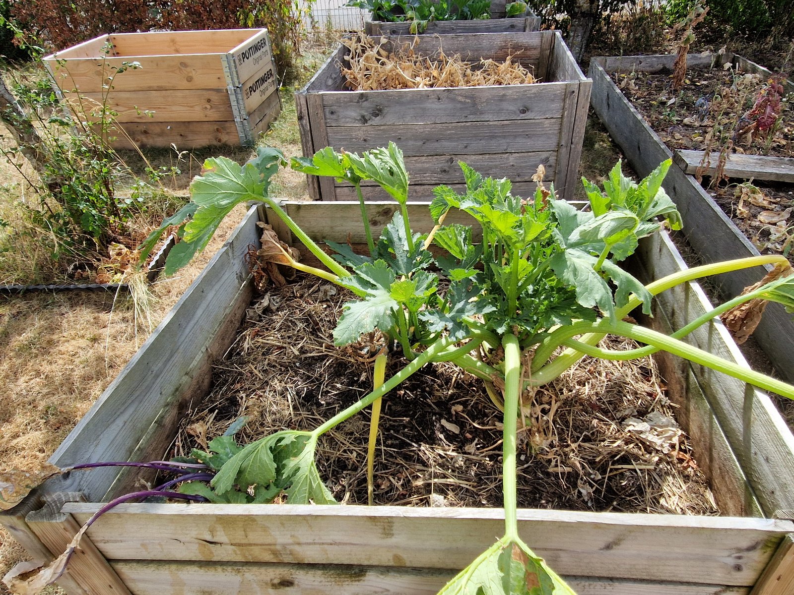 Composteur en bois utilisé comme bac de culture, avec des courgettes