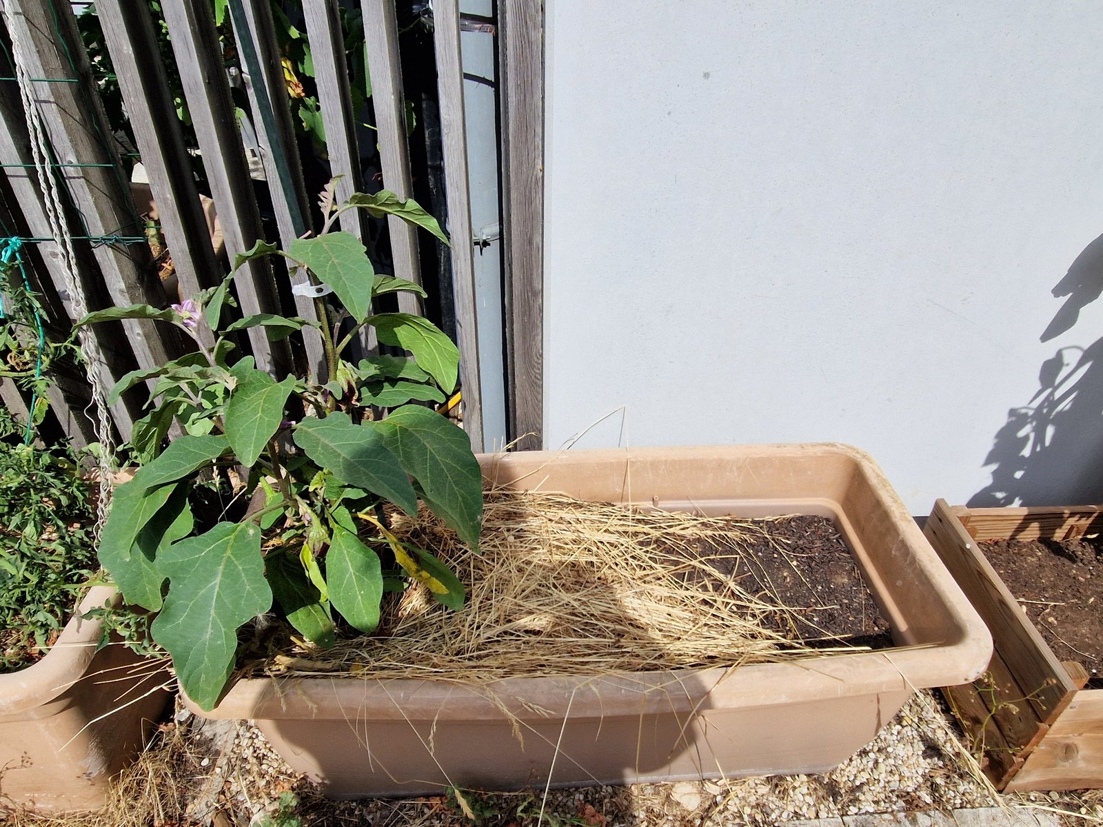 Grande jardinière rectangulaire contre un mur, plantée d'une aubergine