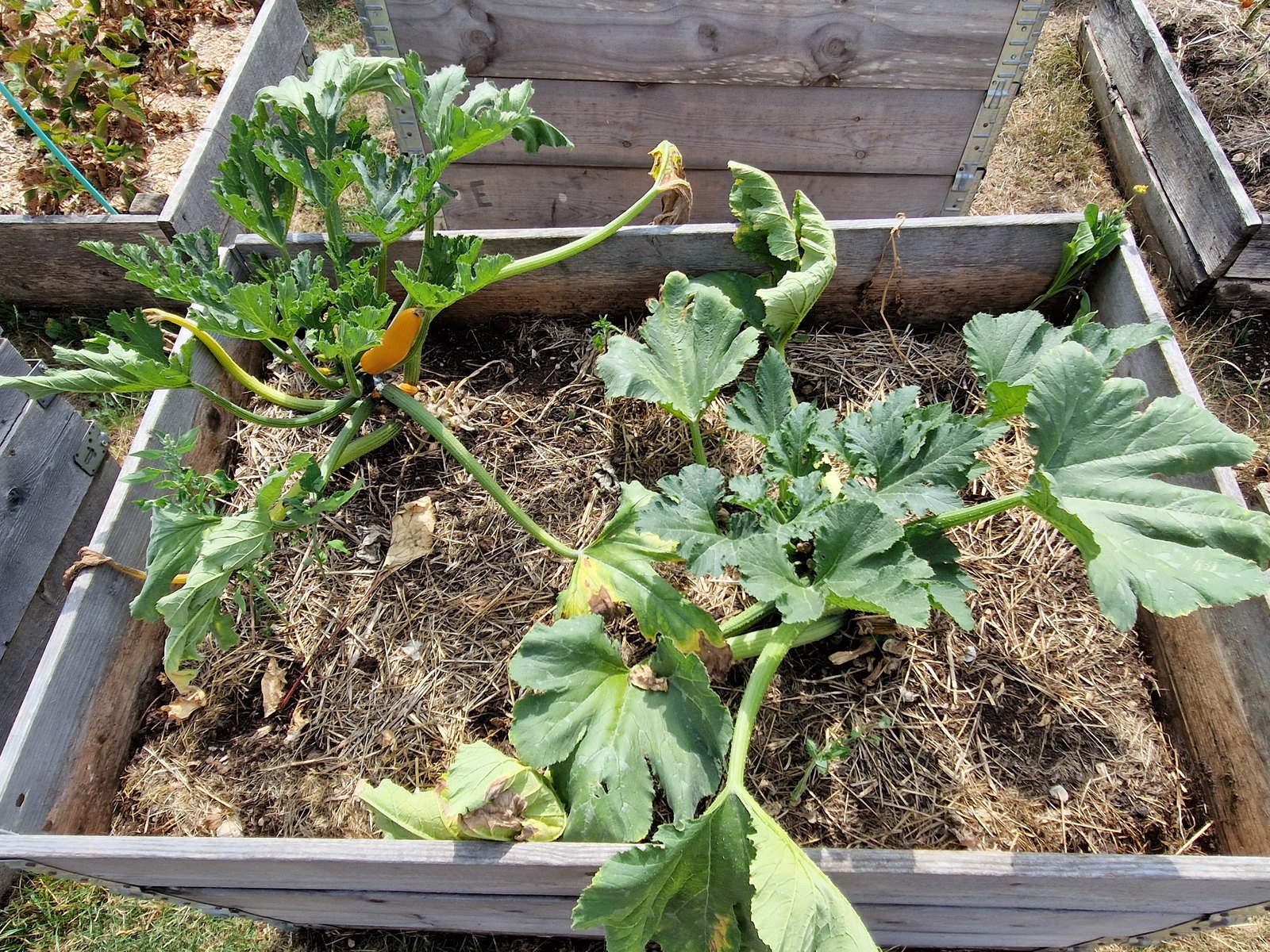 Bac potager surélevé fait de quatre rehausses de palette empilées, planté de courgettes