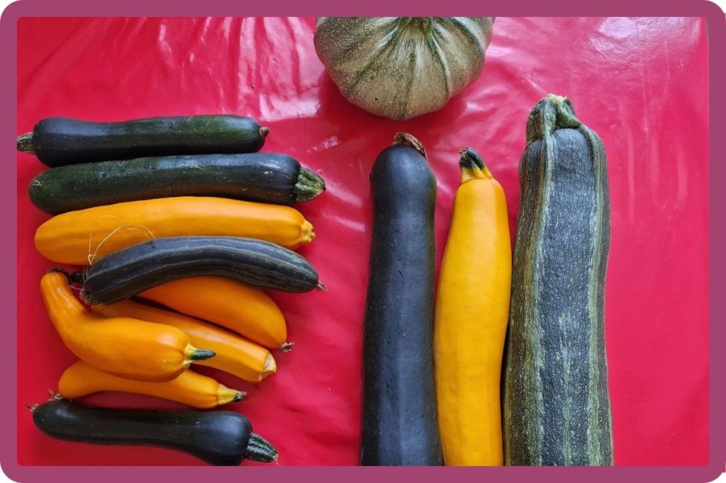 10 recettes de courgettes : ce que je congèle et ce qu&rsquo;on mange tout de&nbsp;suite