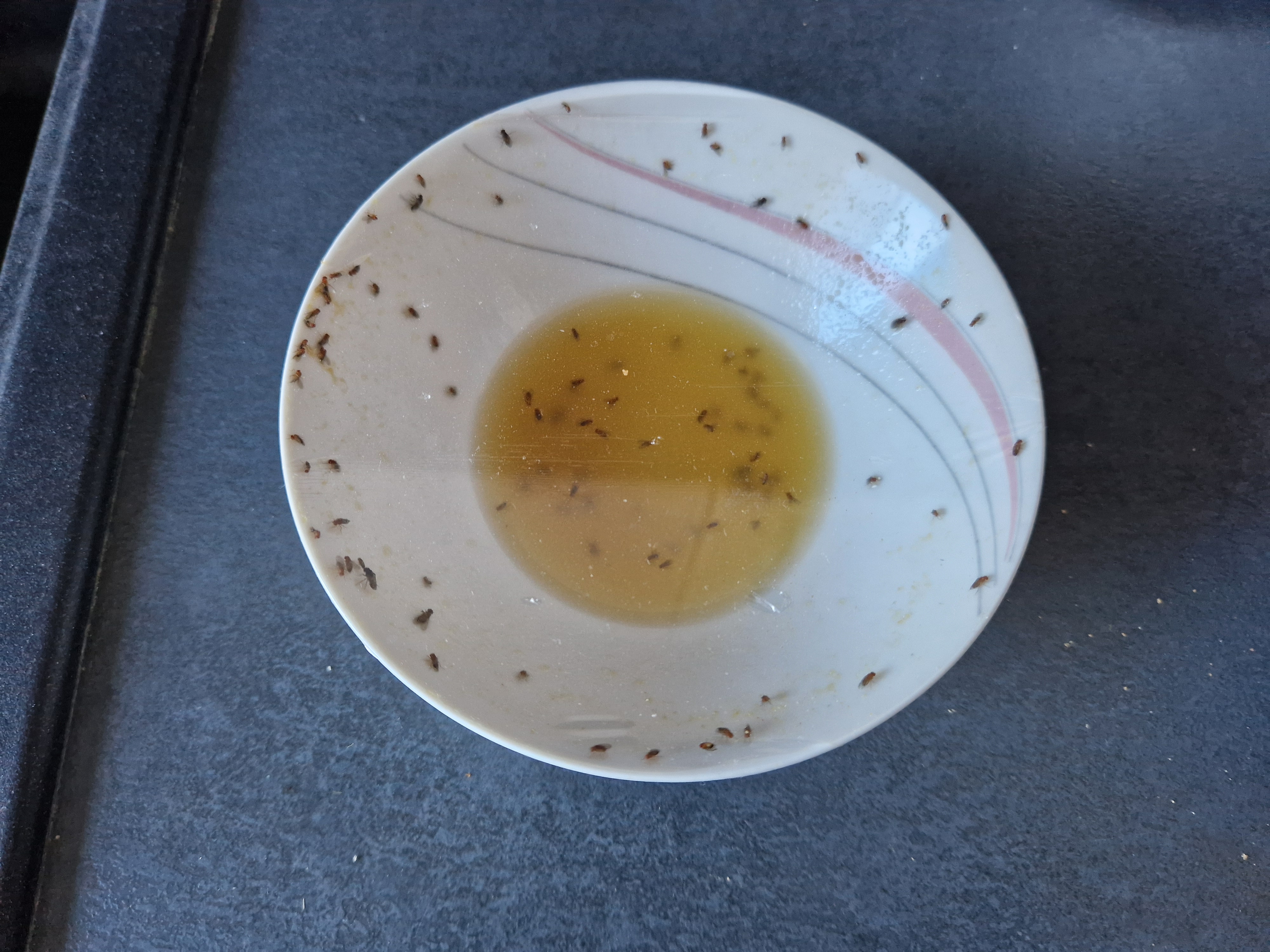 Bol couvert de film alimentaire rempli de moucherons piégés dans le vinaigre et le jus de fruits