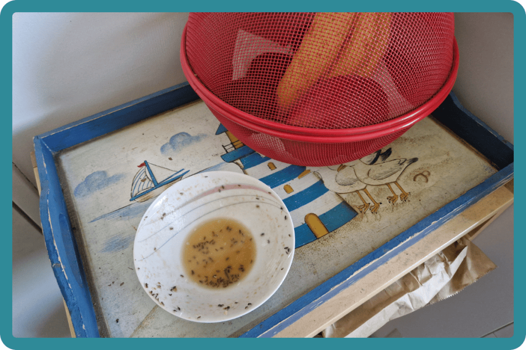 Piège à moucherons maison : ma méthode simple et naturelle contre l&rsquo;invasion !